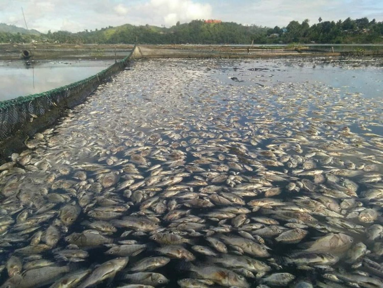 Fish Kill in Lake Sebu, South Cotabato Reaches P21-M Damage Costs