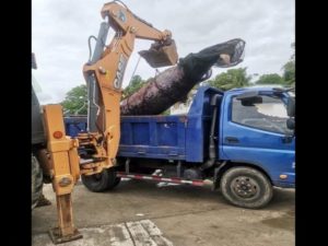 4-Meter Whale