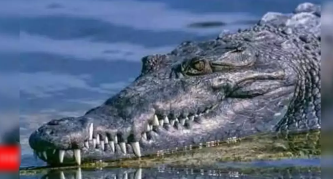 Australian Man Fights Crocodile To Survive, Head Almost Chopped Off