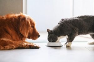 Can Cats Eat Dog Food