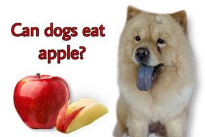 Can Dogs Eat Apple