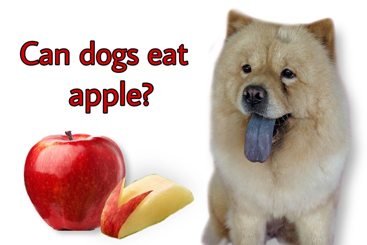 can a dog eat apple