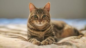 Can cats eat chocolate