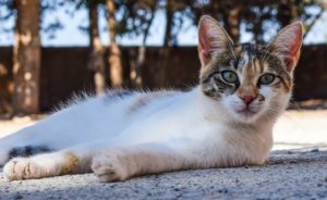 How Long Do Cats Live