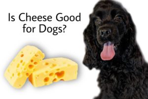 Is Cheese Good for Dogs
