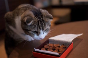 Is Chocolate Good for Cats