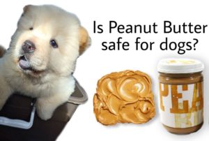 Is Peanut Butter Safe for Dogs