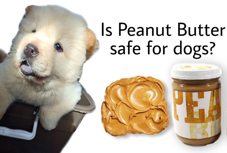 is-peanut-butter-safe-for-dogs