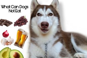 What Can Dogs Not Eat