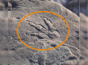 Dinosaur Footprint