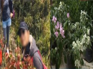 Endangered Pitcher Plant