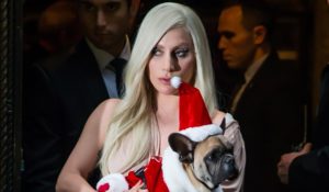 Lady Gaga dogs