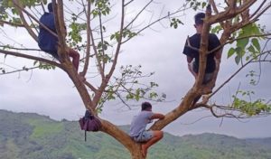 students climb tree