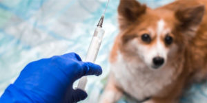 COVID-19 vaccine for animals