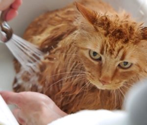 How To Bathe A Cat