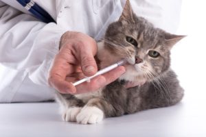 How To Deworm A Cat