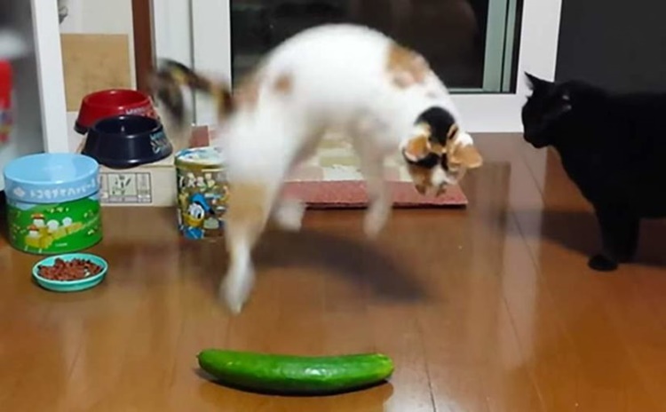 Why Are Cats Afraid Of Cucumbers   Why Are Cats Afraid Of Cucumbers 