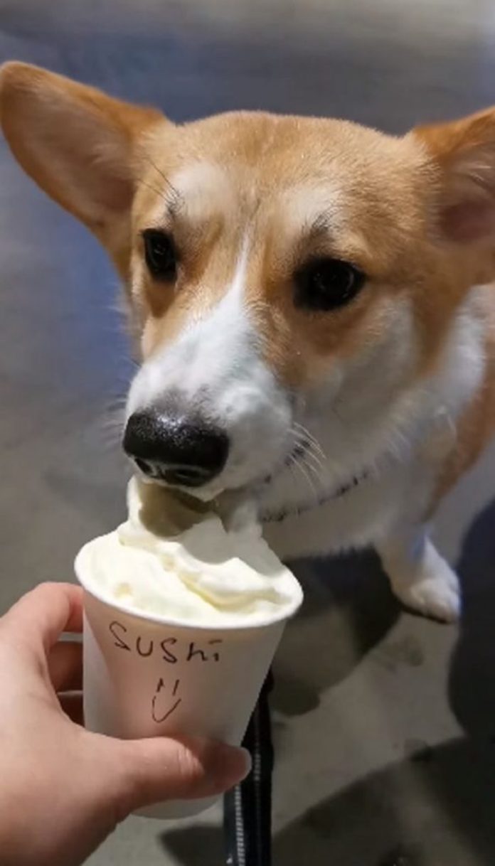 fuzzyard puppuccino