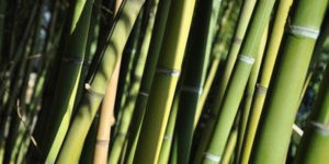 bamboo