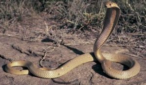 Philippine Cobra