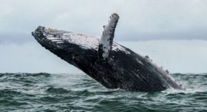 whale