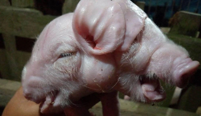 piglet