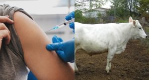 vaccinated cow winner