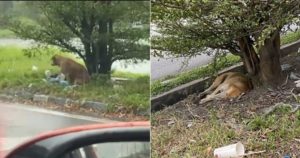 Rain or Shine, Poor Dog Waits For Months At the Spot It Was Left Behind By Owners
