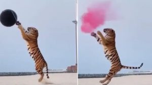 gender reveal with tiger