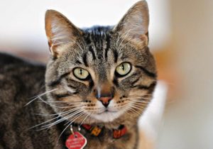 Does Cat Have Rabies