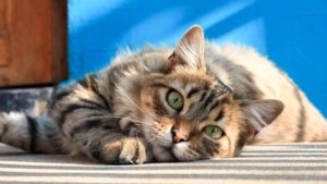 How Long Does Cat Live
