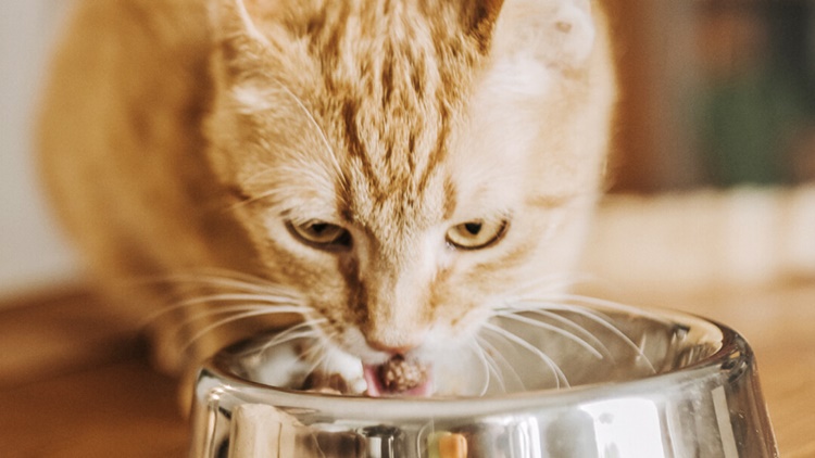 What Do Cats Eat