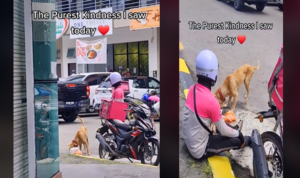 Kind Food Panda Rider