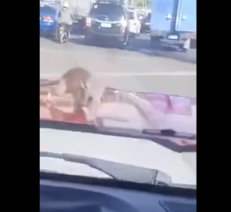 Hilarious Reaction Of Car Passengers After Mouse Tries To Invade   Mouse2 