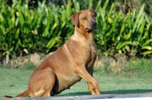 Dog Pregnancy Period