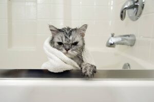 Why Cats Hate Water
