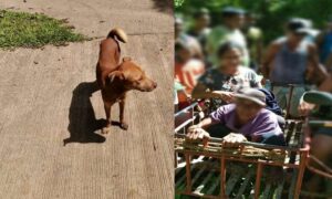 Hero Dog
