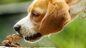 Symptoms of Toad Poisoning in Dogs