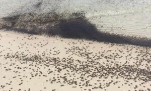 Boracay jellyfish swarm