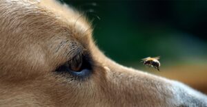 Bee Sting in Dogs