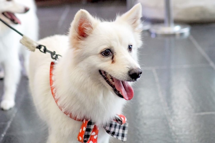 Tear stain in dogs