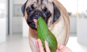 Can Dogs Eat Avocado