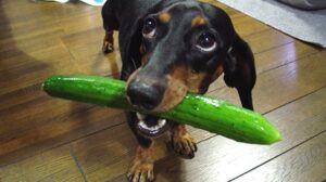 Can Dogs Eat Cucumber