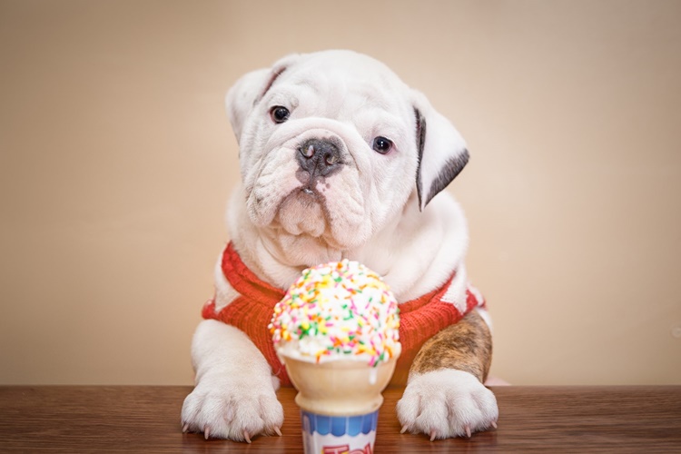 Can Dogs Eat Ice Cream?