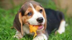 Can Dogs Eat Papaya