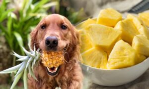 Can Dogs Eat Pineapple