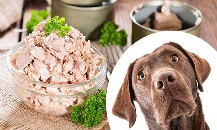 Can puppies eat canned tuna sale