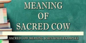 SACRED COW MEANING 1
