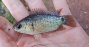 fisherman swallow climbing perch