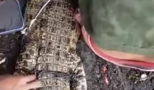 crocodile